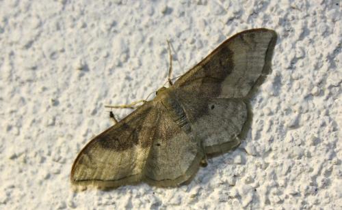 Réf. 216 442 : Idaea degeneraria